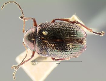 Media type: image; Entomology 17318   Aspect: habitus dorsal view